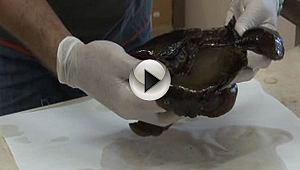 Çanakkale Boğazı'nda Deniz Tavşanı Karaya Vurdu! "Çanakkale Boğazı'nda bu türü ilk kez görüyoruz"