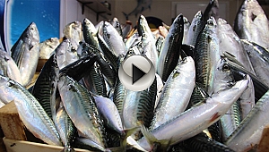 Çanakkale'de balık fiyatları el yakıyor