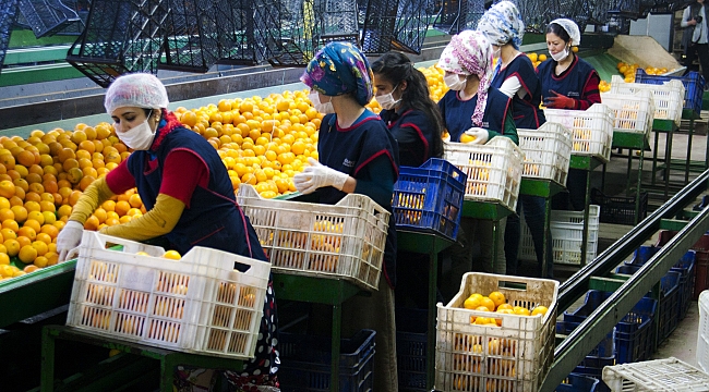 Ege narenciye rekoltesinde düşüş bekleniyor