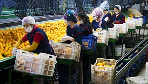 Ege narenciye rekoltesinde düşüş bekleniyor