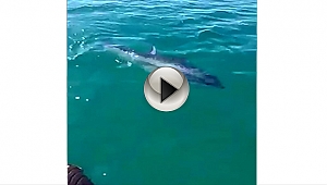 Evcil Tilkiden Sonra Şimdi de Evcil Orkinos...