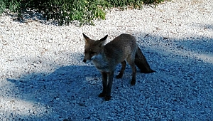 Gelibolu'da insanlardan kaçmayan tilki görenleri şaşırtıyor