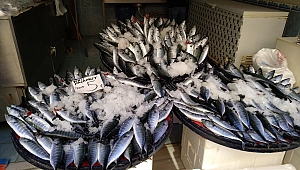 Lapseki'de palamut tane 5 lira, 3 tane 10 liradan satıldı