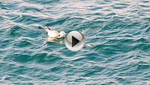 (Özel Haber) Oltasıyla bu kez martı yakaladı