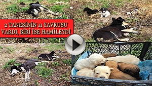 4 köpek zehirli tavuk etleriyle katledildi!!!