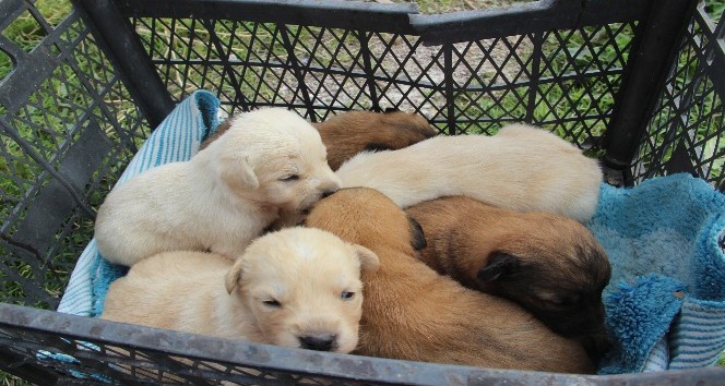 Anneleri zehirlenerek öldürülen yavru köpekler yuvalarına kavuştu