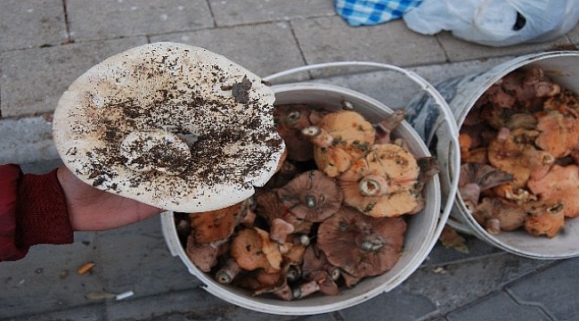 Kazdağlarında kış bereketi