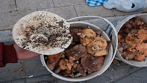 Kazdağlarında kış bereketi