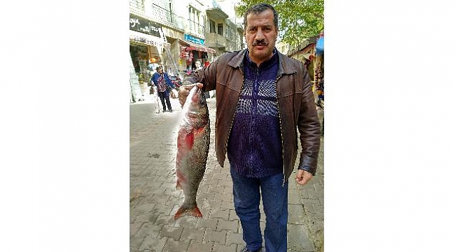 Lapseki'de ağlara 10'ar kiloluk levrekler takıldı