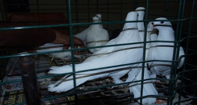 Lapseki'de Güvercin Severler Derneği mezadı yapıldı