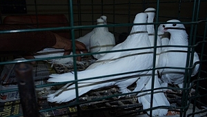 Lapseki'de Güvercin Severler Derneği mezadı yapıldı