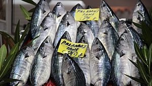 Palamut zam şampiyonu...