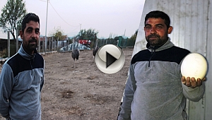 Türkiye'nin En Büyük Deve Kuşu Üretim Çiftliği Çanakkale'de...