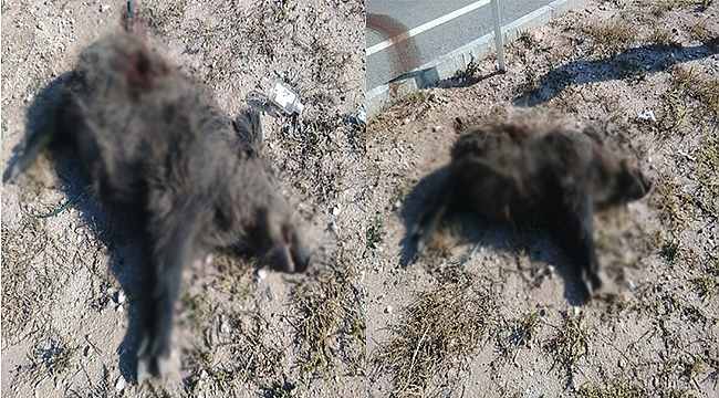 Yola inen domuza otomobil çarptı...