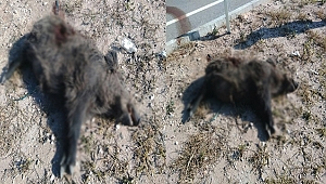 Yola inen domuza otomobil çarptı...