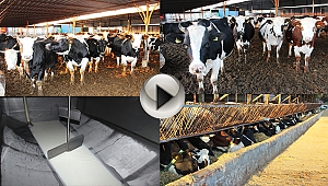 Yüksek fiyatların nedeni 'girdi maliyeti' - Süt fiyatının artması eti ucuzlatacak (İha Özel Haber)