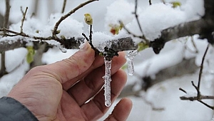 Dikkat! Zirai don uyarısı...