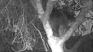 Kazdağlarında incir ağacına çıkan ayı görüntülendi