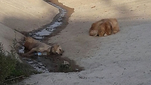 Köpek ölen arkadaşının başında nöbet tuttu