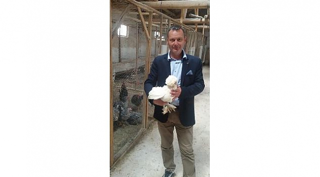 Lapseki süs tavukları İstanbul'da boy gösterecek