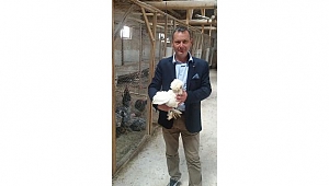 Lapseki süs tavukları İstanbul'da boy gösterecek