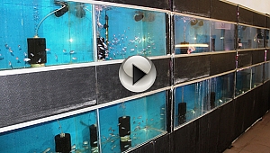 Müziğin balıklar üzerindeki etkisini araştırıyorlar