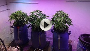 Çanakkale'de esrar laboratuvarı ele geçirildi