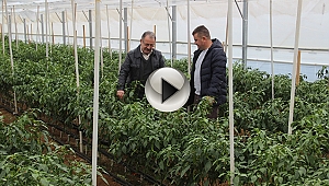 Çanakkale'de ilk kez 'jeotermal sera'da 4 mevsim sebzeler üretiliyor