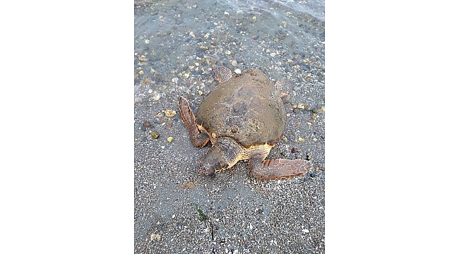 Çardak'ta Caretta Caretta Bulundu...