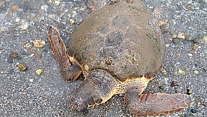 Çardak'ta Caretta Caretta Bulundu...