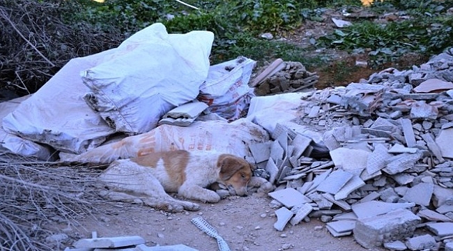 Çöplükte ölü köpekler bulundu