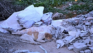 Çöplükte ölü köpekler bulundu