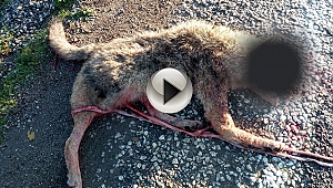 Dağdan ovaya inen kurda araç çarptı