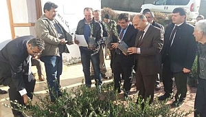 Yangında zarar gören üreticilere zeytin fidanı dağıtıldı