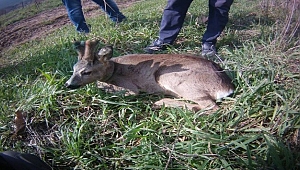 Yaralı karaca tedavisinin ardından doğaya salındı