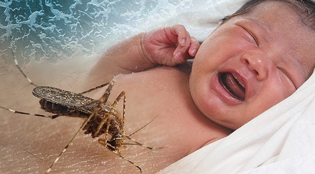 Zika kabusu şimdi de Türkiye'de!