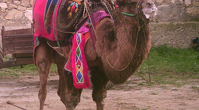 28. Geleneksel Umurbey Deve Güreşi Festivali 11 Şubat'ta