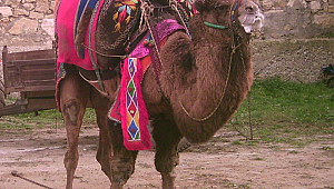 28. Geleneksel Umurbey Deve Güreşi Festivali 11 Şubat'ta