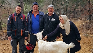 Ayvac​ık'ta Keçi Kurtarma Operasyonu