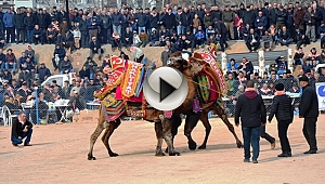 Biga'da deve güreşleri nefes kesti