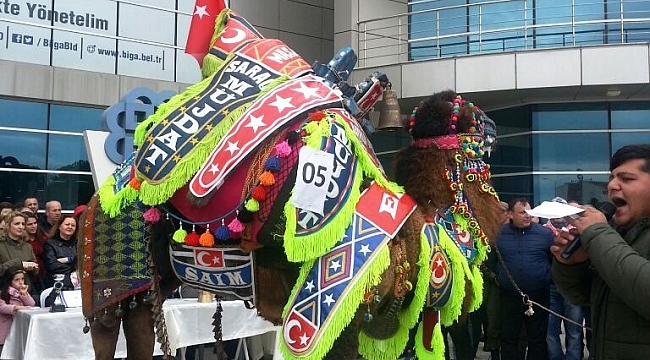 Biga'da deve güzeli yarışması