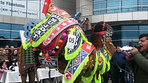 Biga'da deve güzeli yarışması