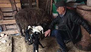 Bir batında 5 kuzu doğurdu