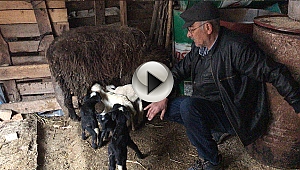 Bir batında 5 kuzu doğurdu