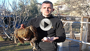 Bu yumurtanın tanesi 40 lira