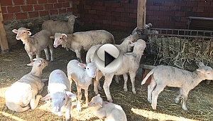 Çanakkale'de 43 köy karantina altına alındı