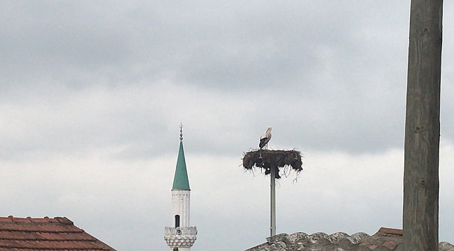 Çanakkale'ye ilk leylek geldi