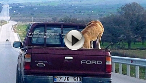 Kamyonet arkasında tehlikeli yolculuk