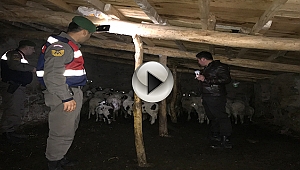 Kayıp koyun ve kuzuları jandarma buldu