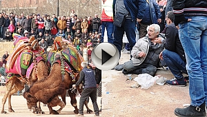 Seyircilerin arasına dalan deve 1 kişiyi yaraladı